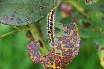 Goldafter Raupe auf kranken Rosenblatt