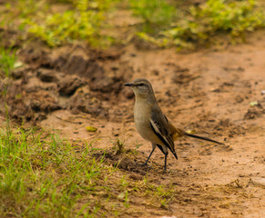 Fototapeta premium Palomas Pequeñas