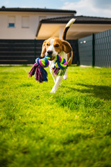 Beagle dog running with a toy in garden, towards the camera