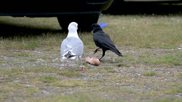 M&ouml;we und Kr&auml;he streiten sich um ein St&uuml;ck Brot