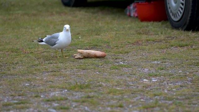 M&ouml;we, M&ouml;ve findet Brot und pickt es mit dem Schnabel und frisst davon