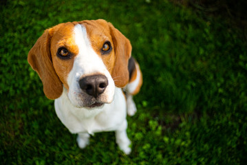 Smart cute beagle dog in park on green grass.