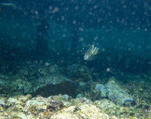 sea fish near coral, underwater