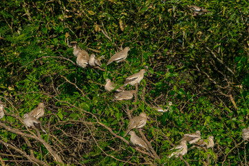 Palomas Pequeñas
