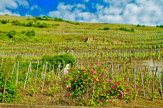 VIGNOBLE CONDRIEU