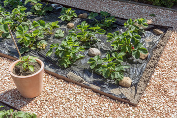 Mit schwarzer Folie abgedecktes Erdbeerbeet für besseres Wachstum der Erdbeeren