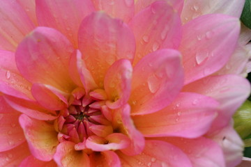 Close up of a pink Dahlia flower