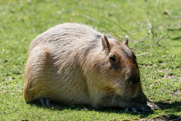 Capybara - Wasserschwein
