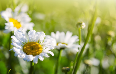 Macro Shot of white daisy flowers in sunset light. © Swetlana Wall