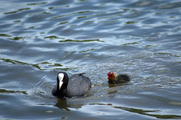 Coot and chick on pond