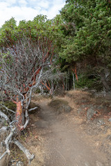 Path on San Juan Island, Washington 