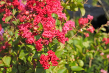 Beautiful red flower Lagerstroemia Blossom on branches with green nature blurred background, also known as crape myrtle or crepe myrtle.