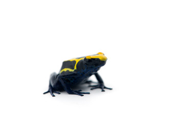 Blue-yellow poison dart frog isolated on white background