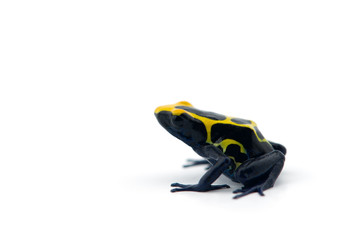 Blue-yellow poison dart frog isolated on white background