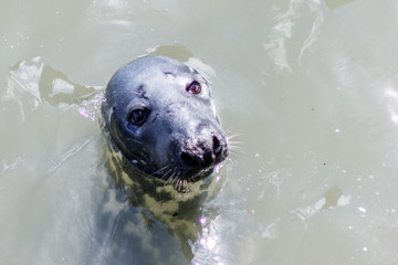 Fototapeta premium Robbe im Wasser