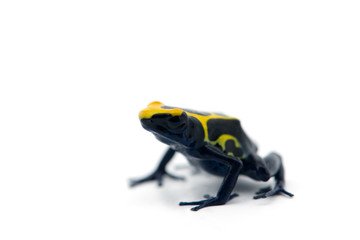 Blue-yellow poison dart frog isolated on white background