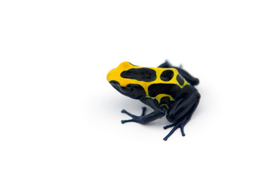 Blue-yellow poison dart frog isolated on white background