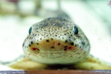 Katzenhai close up - freundlich