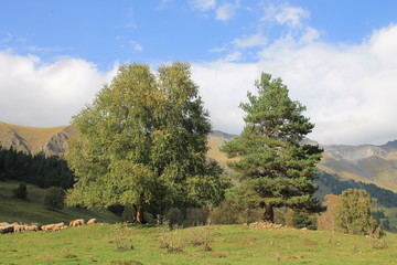 landscape with trees and blue sky