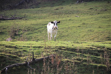 cow on a meadow