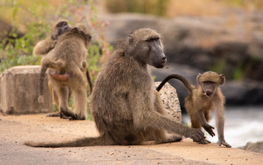 Baboons playing on the bridge by the river