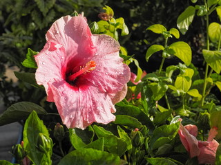 Close-up Pink Hibiscus or Rose Mallow, Chinese hibiscus, China rose, Hawaiian hibiscus, blossom on...