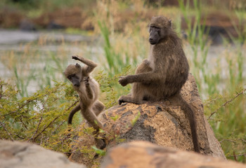 Baboons playing on the rocks by the river with the baby jumping
