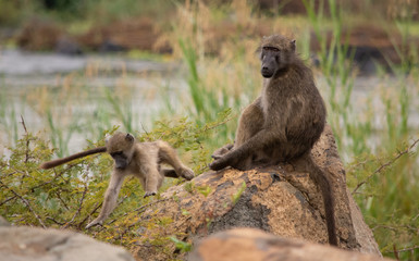 Baboons playing on the rocks by the river with baby jumping