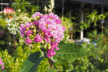 Close-up Ping Flowers Lagerstroemia floribunda blossom on tree in garden also known as Thai crape myrtle and kedah bungor, is a species of flowering plant in the Lythraceae family.