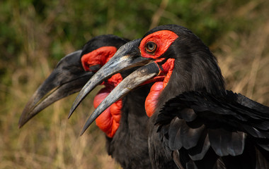 Two ground hornbills face looking left