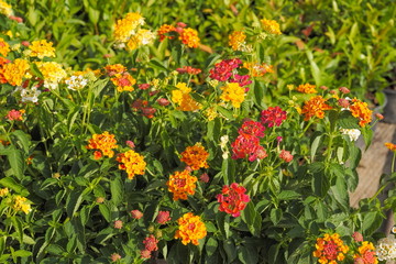 Obraz premium Colorful Flowers Lantana camara blossom with green leaves background, other names include big-sage, GhaneriMarathi, wild-sage, red-sage, white-sage, tickberry, West Indian lantana, and umbelant.
