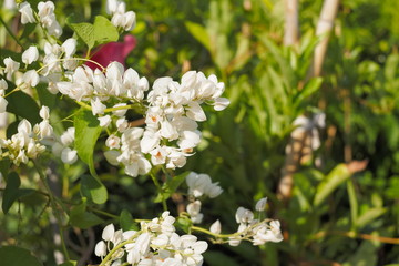 white flower blossom Mexican Creeper (Antigonon Leptopus) or Coral Bells, coral vine, Coralita, bee bush or San Miguelito vine, is a species of flowering plant in the buckwheat family, Polygonaceae.