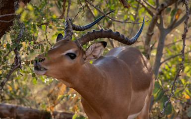 Impala ram feeding on a bush