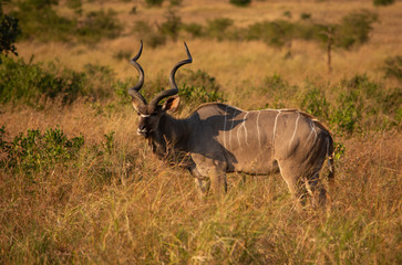 Kudu bull standing in savanna 