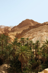 Fototapeta na wymiar oasis, palm tree in the desert
