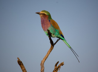 Lilac breasted roller perched on a branch and looking left