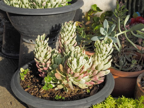 Rattail cactus or disocactus flagelliformis in flower pot decorate in garden with nature background.
