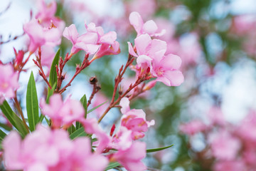 Blooming pink oleander flowers or nerium in garden. Selective focus. Copy space. Blossom spring,...