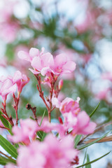 Blooming pink oleander flowers or nerium in garden. Selective focus. Copy space. Blossom spring,...