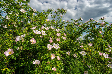 Flowers on a bush of wild rose