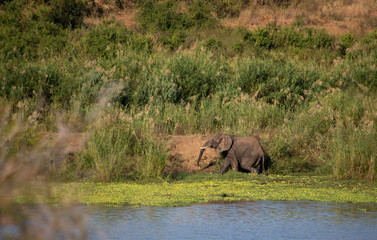 Naklejka na ściany i meble Elephant on river bank with tall grass