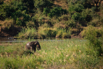 Elephant in the distance at the river