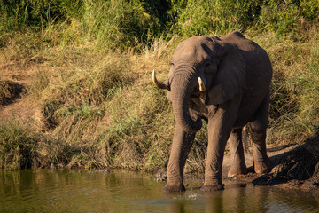 Elephant drinking and facing viewer