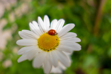 Obraz premium Lucky charm ladybird on a daisy