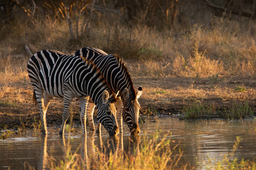 Two zebra drinking from a dam at sunset