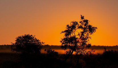 Fototapeta na wymiar Sunset in the bush with yellow orange glow