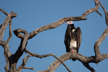 white headed vulture in dead tree