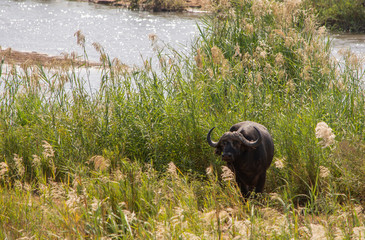 Cape buffalo standing in the long grass by the river
