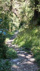 Fototapeta na wymiar mountain path in the forest