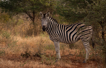 Zebra standing in bush looking towards viewer
